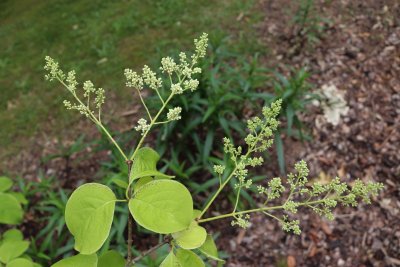 Syringa 'Sezemice' - šeřík - květSyringa 'Sezemice' - šeřík - pupeny květů